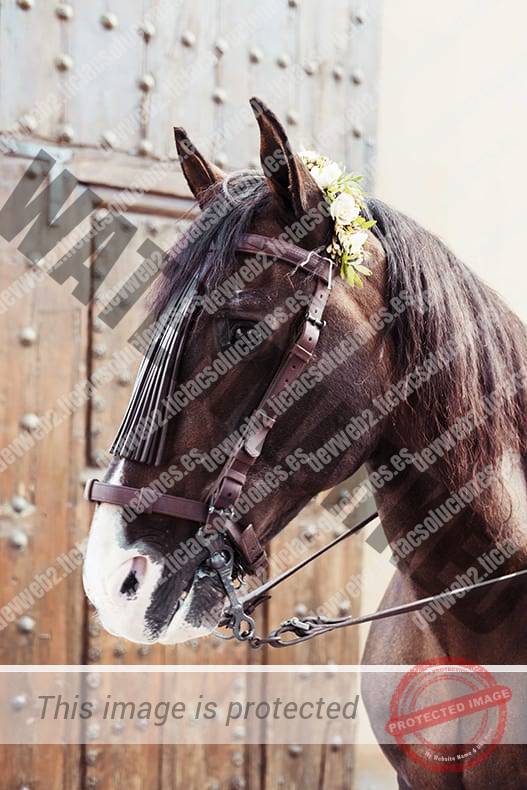 Caballo. Mascota. Boda. Novi@s a Caballo.